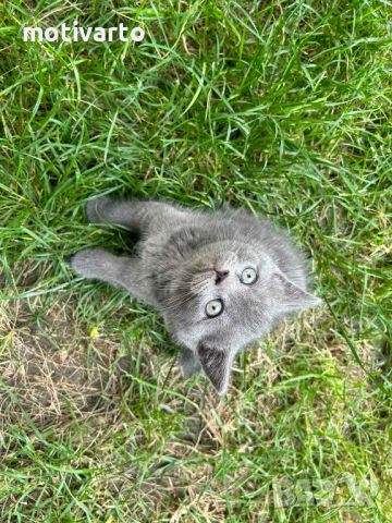 Британска късокосместа котка, снимка 5 - Британска късокосместа - 46111444