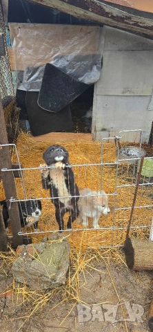 Алабай, снимка 3 - Други - 53196094