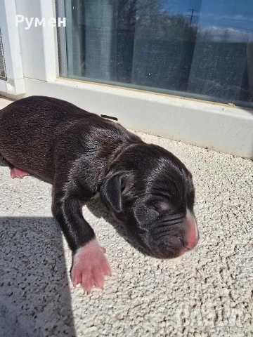 Американски стафордшир териер , снимка 5 - Американски стафордширски териер - 54059702