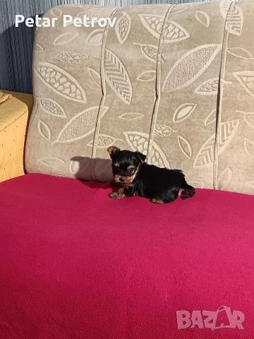 Йоркширски териер мини , снимка 12 - Йоркширски териер - 53883069