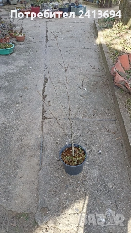Hibiscus syriacus 'Duc de Brabant'  дървовидна ружа, снимка 2 - Градински цветя и растения - 53757456