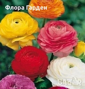ЛУКОВИЦИ - Ирис, Анемоне, Алиум, Ранункулус - ПРЕДВАРИТЕЛНИ ПОРЪЧКИ, снимка 8 - Градински цветя и растения - 51036408