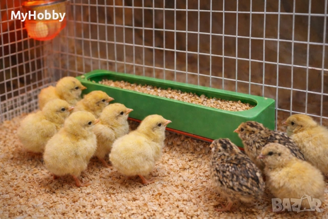 хранилка за брудер за малки пилета