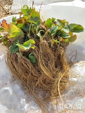 Продавам разсад ягоди , снимка 3 - Градински цветя и растения - 53679981