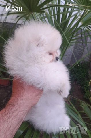 Померан, снимка 3 - Померан - 54127311