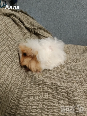Морски свинчета альпако и розетка. , снимка 13 - Морски свинчета - 52554601