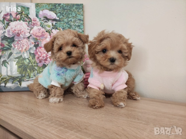 Малтипу F1 super mini micro/teacup. пудел Teddy 