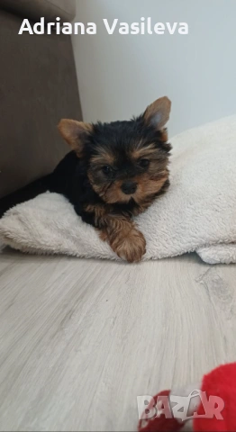 Йоркширски териер , снимка 2 - Йоркширски териер - 53294312