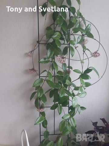 Восъчно цвете/ Хоя (Hoya Carnosa) огромно растение на 10 години , снимка 5 - Стайни растения - 53602395