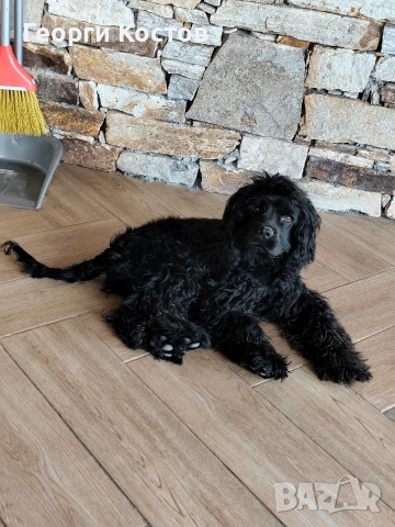 Продавам Кокер шпаньол , снимка 4 - Кокер шпаньол - 52585151