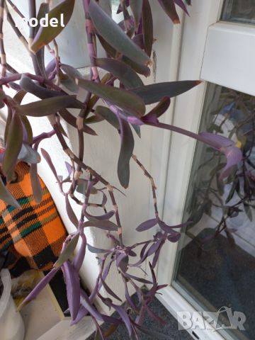 Цвете Традесканция Пурпурно сърце , снимка 2 - Градински цветя и растения - 41981203