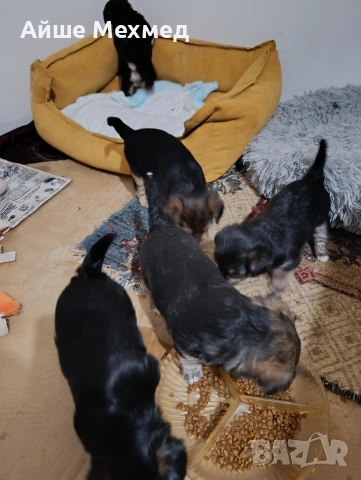 йоркширски териер, снимка 7 - Йоркширски териер - 53290826