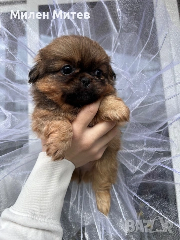 Кученца пекинез, снимка 5 - Пекинез - 53399784