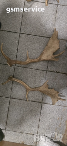 Рога от елен лопатар (Dama dama)., снимка 5 - Декорация за дома - 52206451