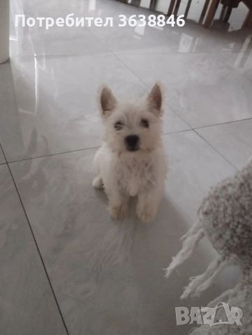 уест хайленд териер, снимка 1