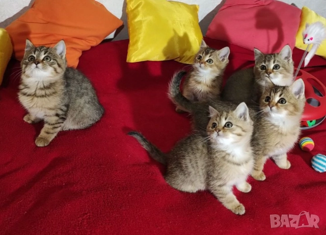 Британско коте, момиче, момче, маркирано, агути, таби, котка, котарак, котенце британче, снимка 3 - Други - 52152579