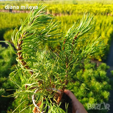  Pinus Mugo Mughus, Клек, снимка 11 - Градински цветя и растения - 40696492