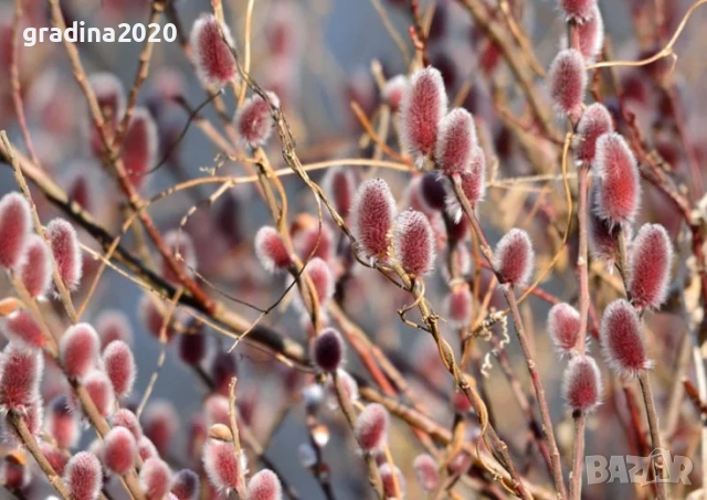 Бреза и Върба, снимка 8 - Градински цветя и растения - 27205053