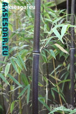 100 бр. бамбукови семена - Phyllostachys nigra - Издръжлив рядък вид вечнозелен черен бамбук, снимка 3 - Сортови семена и луковици - 46470712