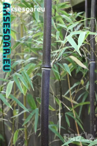 100 бр. висококачествени семена от черен бамбук - Phyllostachys nigra - Hardy Rare Privacy редки бам, снимка 14 - Сортови семена и луковици - 47663974