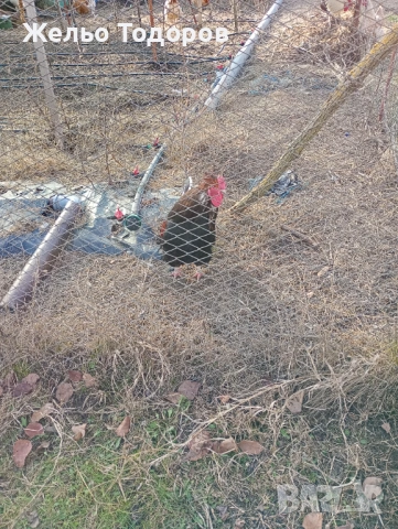 Японски кокошки 