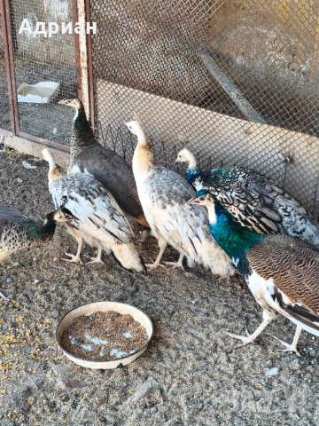 Пауни, снимка 2 - други­ - 53843400