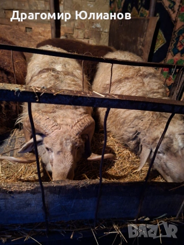 Продавам 5 овена 1 шиле 2 овце 