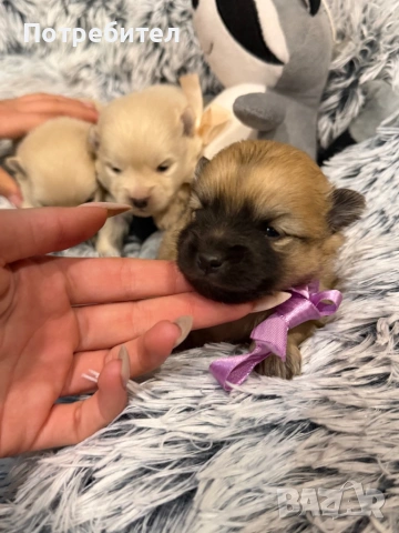 Померанчета , снимка 4 - Померан - 53904925