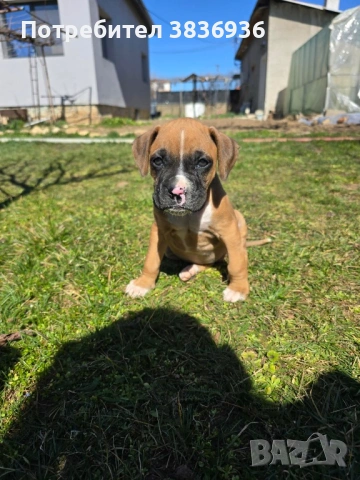 Боксер женско кученце - родено на 23.01, предаване след 20.03, снимка 1 - Боксер - 53794139