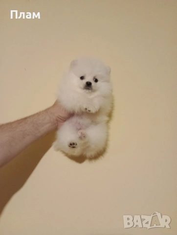 Померани. Реални снимки от 15.04.26 г. 