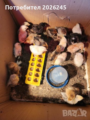 Свободни пилета Легхорн на Различна възраст, снимка 2 - Кокошки и пуйки - 45087041