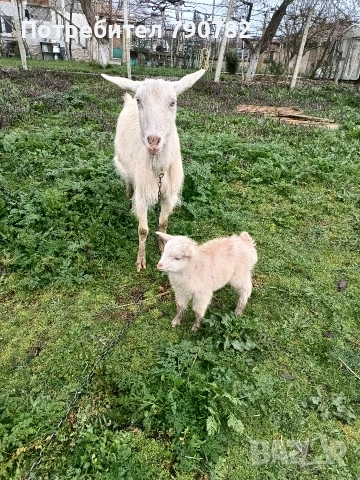 Коза с мъжко яре., снимка 3 - Кози - 53980584