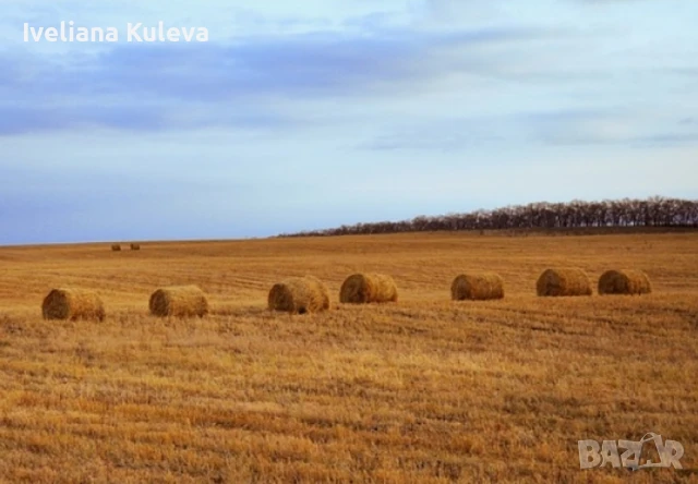 Продават се 283дка земеделска земя в област Варна, снимка 1