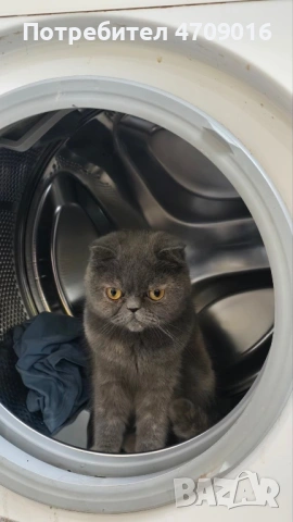 Плюшена магия в два цвята: Елитно Британско облаче и Шотландско слънчице!" 👑🐾, снимка 9 - Британска късокосместа - 53098759