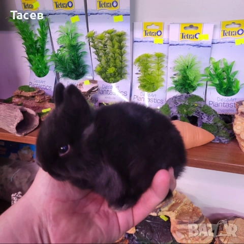 Декоративни зайчета