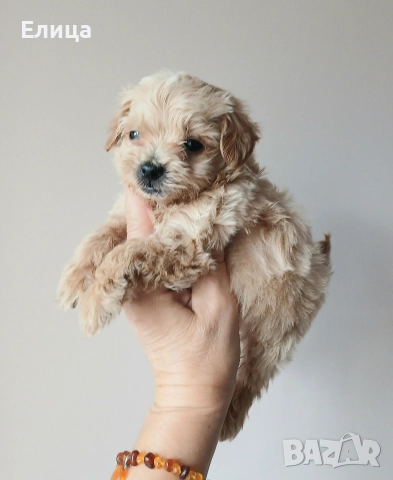 Малтипу/Той пудел , снимка 3 - Пудели - 51832511