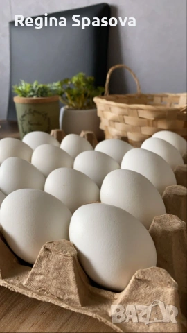 Оплодени яйца, Бял Легхорн 