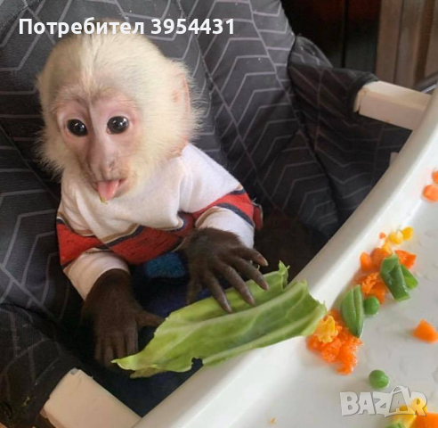 налични здрави маймуни капуцин., снимка 5 - Изгубени/намерени - 44948261