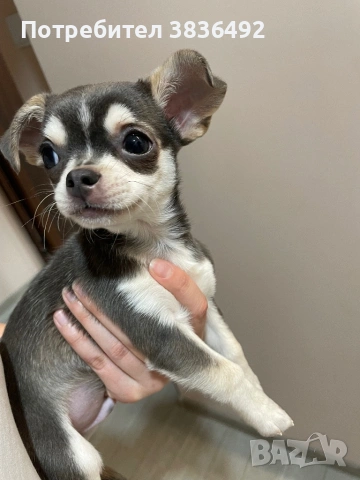Продавам мъжко чихуахуа, снимка 3 - Чихуахуа - 53515082