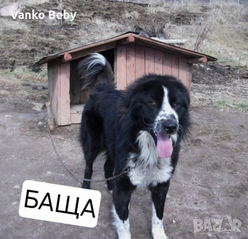 Последното каракачанско мъжко на 41 дена, снимка 5 - Каракачанска овчарка - 53380438