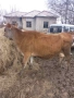 Крава Жарсе , снимка 2
