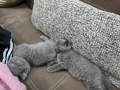 Британски котенца, снимка 4