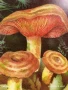 Старо календарче серия диви гъби за КОЛЕКЦИЯ ДЕКОРАЦИЯ 24889, снимка 2