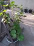Мушкато , снимка 1 - Градински цветя и растения - 45806428