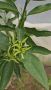 Плодородни мандарини Клементина, снимка 1 - Стайни растения - 14936745