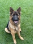 Немска овчарка момиче, снимка 4