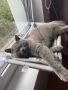 Котешки хамак - люлка за прозорец, Залепващо легло за котки, котка 55х40см , снимка 5