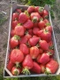 Разсад ягоди  , снимка 2