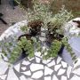 Комплект /Рожец и Седум японска коприна, снимка 1 - Градински цветя и растения - 45952161