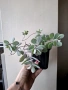Каланхое Пумила,  Kalanchoe pumila, снимка 2